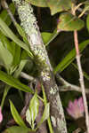 Piedmont rhododendron